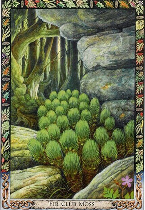 Druid Plant Oracle card celebrating the deck's unique visual language — Eternal Spirit