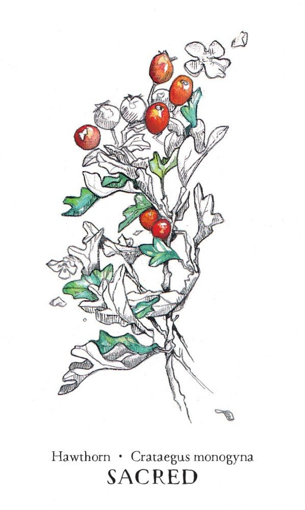 Hedgewitch Botanical Oracle card portraying the deck's otherworldly aesthetic — Eternal Spirit