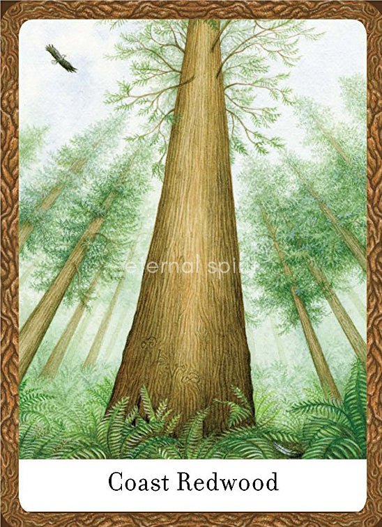 Wisdom of Trees Oracle card reflecting the deck's transcendent artwork — Eternal Spirit