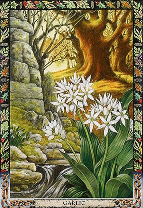 Druid Plant Oracle card portraying the deck's otherworldly aesthetic — Eternal Spirit