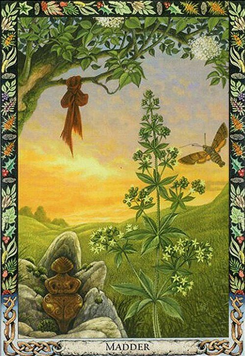 Druid Plant Oracle card showcasing the deck's evocative imagery — Eternal Spirit