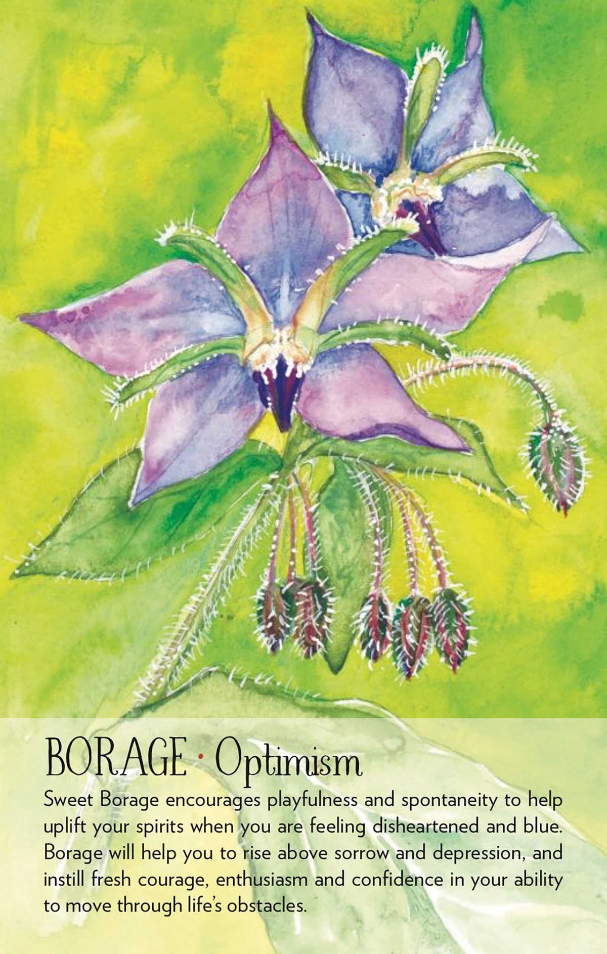 Soulflower Plant Spirit Oracle deck, Borage Optimism card with purple flower illustration and herbal — Eternal Spirit