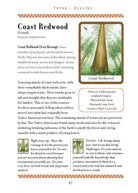 Wisdom of Trees Oracle card sharing the deck's luminous illustration style — Eternal Spirit