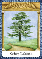 Wisdom of Trees Oracle card demonstrating the deck's inspired artistry — Eternal Spirit