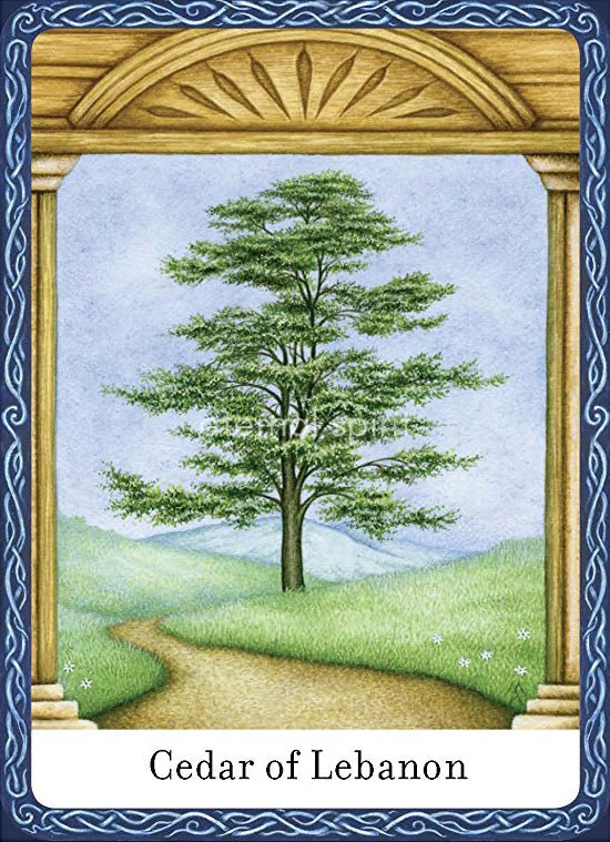 Wisdom of Trees Oracle card demonstrating the deck's inspired artistry — Eternal Spirit