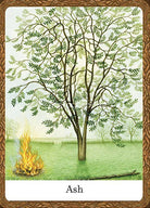 Wisdom of Trees Oracle card showcasing the deck's evocative imagery — Eternal Spirit