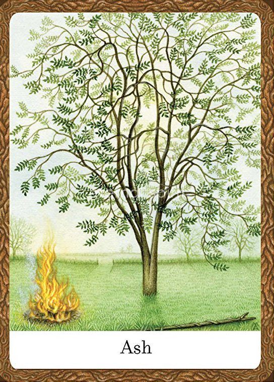 Wisdom of Trees Oracle card showcasing the deck's evocative imagery — Eternal Spirit