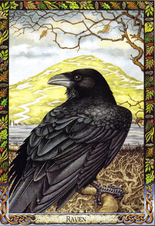 Druid Animal Oracle card illuminating the deck's rich colour palette — Eternal Spirit