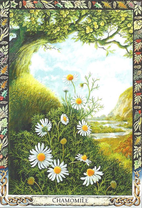 Druid Animal Oracle card capturing the deck's intuitive artistry — Eternal Spirit