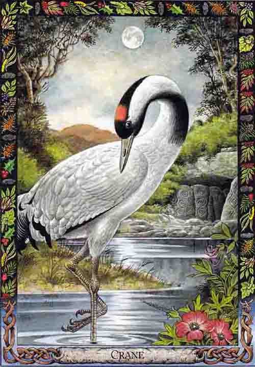 Druid Animal Oracle card presenting the deck's visionary illustrations — Eternal Spirit