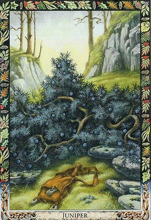 Druid Plant Oracle card revealing the deck's mystical artwork — Eternal Spirit