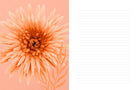 Colour Healing Journal capturing the journal's artistic page details — Eternal Spirit
