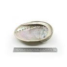 Abalone smudge bowl, pearlescent interior detail — Eternal Spirit
