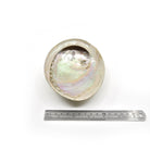 Natural abalone shell bowl, edge and rim view — Eternal Spirit