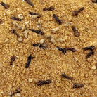 "Wealth" Mixture sacred resin for ritual and ceremony — Eternal Spirit